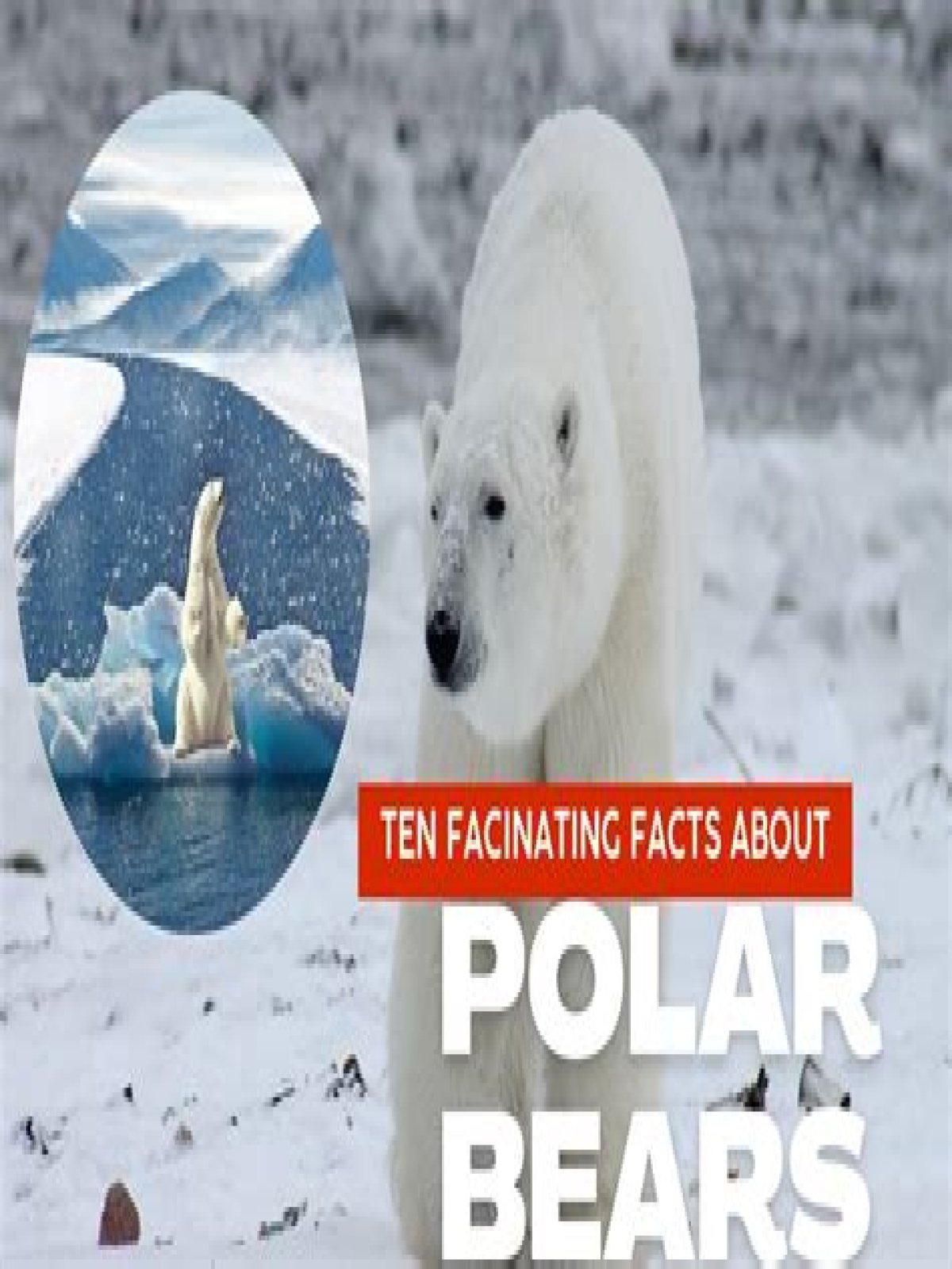 Discovering The Marvels Of Polar Bears In Arlington: A Comprehensive Guide